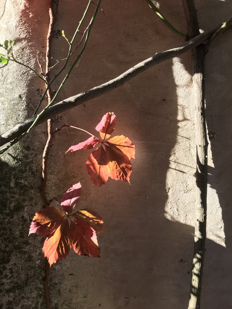 Deux feuilles de lierre rose orangées, un peu fanées, sur fond de vieux mur en pierre. Le soleil frappe et traverse l’une des feuilles, créant un halo de lumière tamisée derrière la feuille sur le mur.