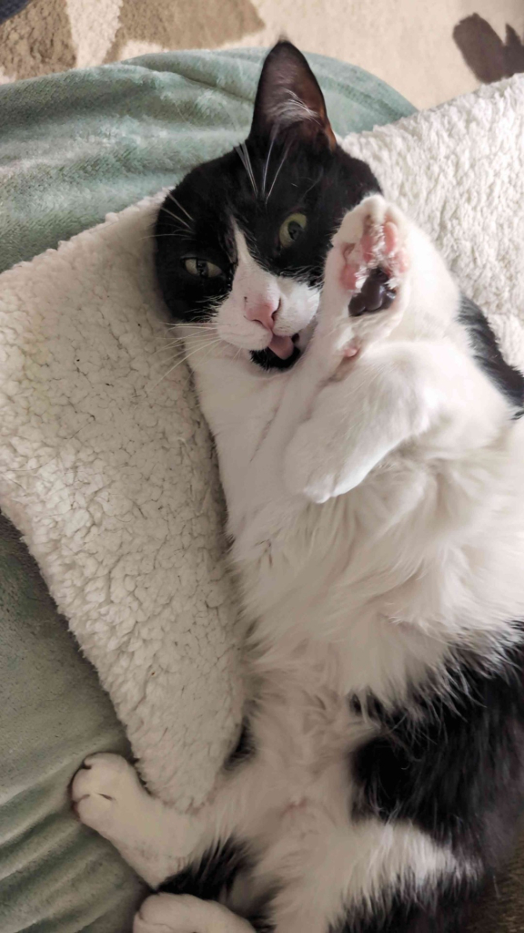 Black and white cat with blep and paw by her face like she's whispering a secret.