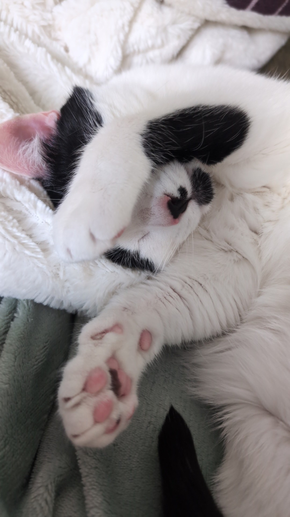 White and black cat sleeping with paw covering face.