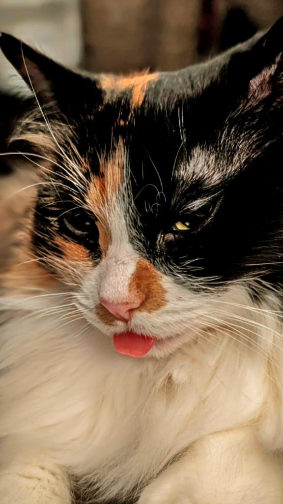 Kali the Calico cat with adorable blep.