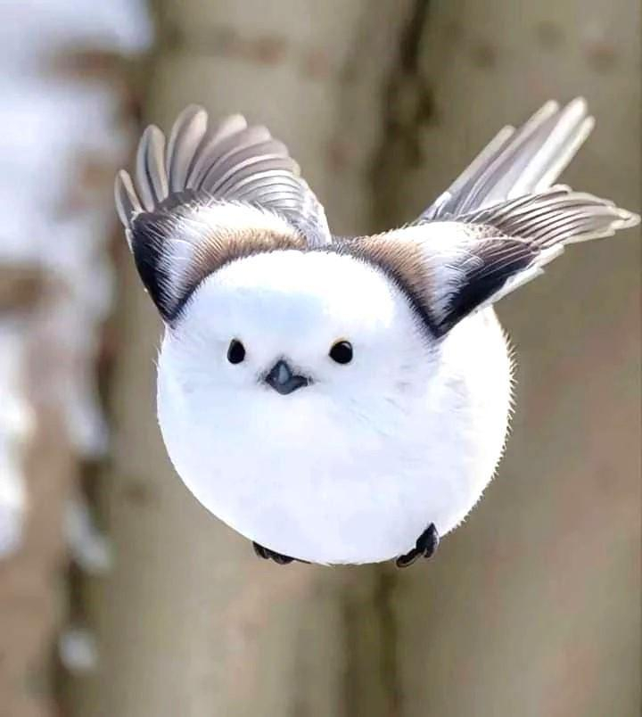 Bird in flight, which is impossible round and fluffy. Looks a bit like a cotton ball with black eyes and beak and brown wings.