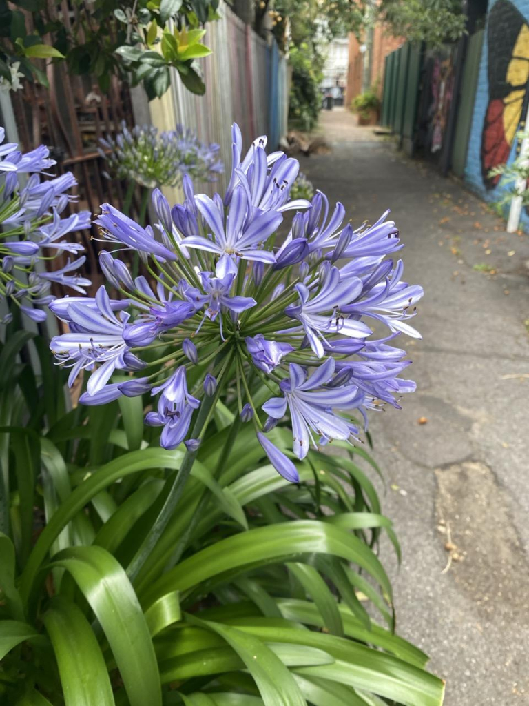 Photo of purple agapanthus blooming in the foreground with an inner city laneway in the background. Lots of coloured fences on both sides of the asphalt pathway. Half of a butterfly mural visible painted on a wall to the right - the wing in Aboriginal flag colours of black red and yellow on a light blue background. 