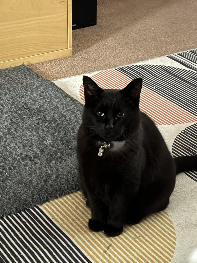 Picture Sophie mog, an adult, black , female Siamese mix, turning her Paddington ‘hard stare’ on me.