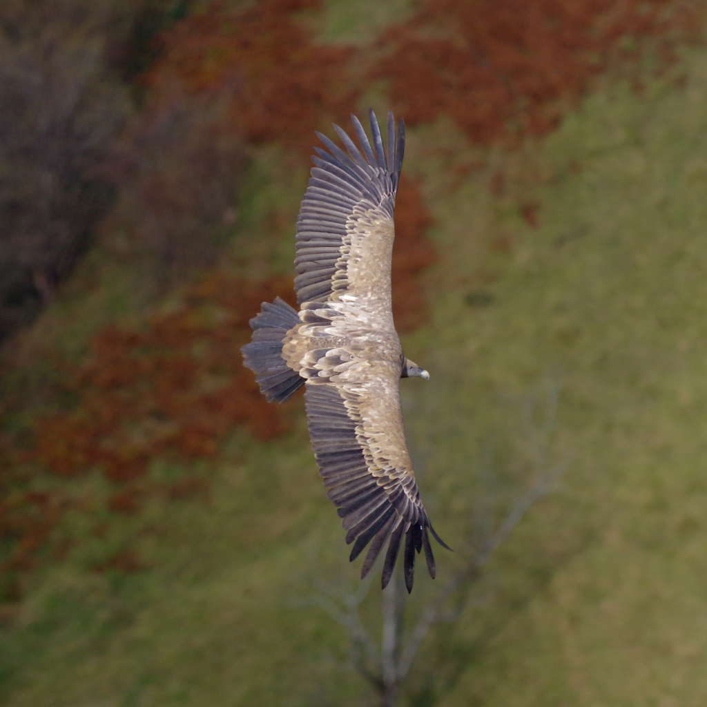 Vautour fauve en vol, pris d'au-dessus sur une crête. Il est eclairé par le soleil. En arrière plan, des herbages et des fougères rouge cramoisies.