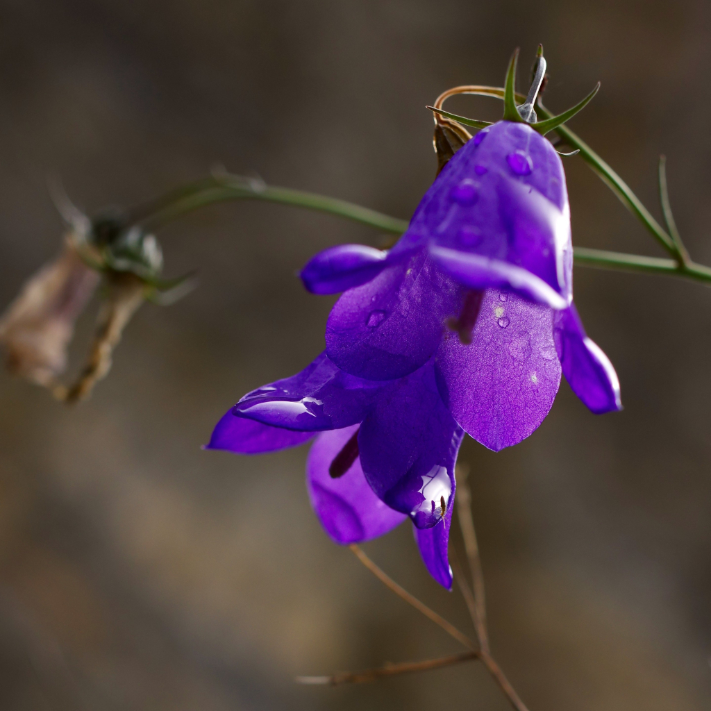 Deux fleurs de campanule violettes captent la lumière du soleil, révélant les nervures de leur pétales. Dessus de multiples gouttes d'eau. La lumière se reflete sur grosse goutte d'eau, un tout petit insecte marche dessus et s'y reflete comme dans un miroir.