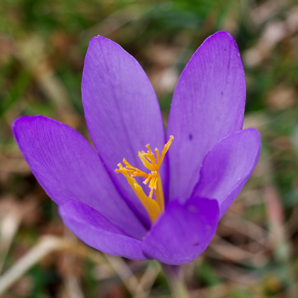 Macro Photo of a 6-petals, violet Mountain crocus with bright yellow orange stamins, some nectar at the extremitie, against a backdrop of yellow and green grasses.