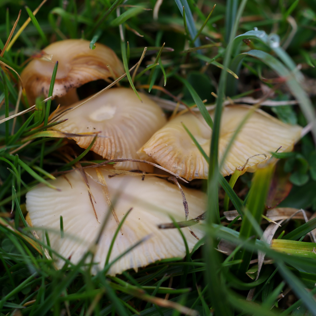 Groupes de 3 petits champignons plats crème  avec des nervures marron, dans les herbes.