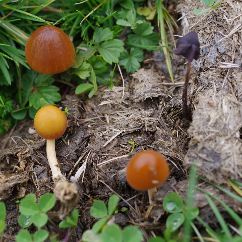 4 petit champignons tout ronds au chapeau un peu gelatineux couleur orange-caramel, poussent dans un reste de bouse de vache. Le 4e est deja mort, il est noir et tout fletri, et se decompose.