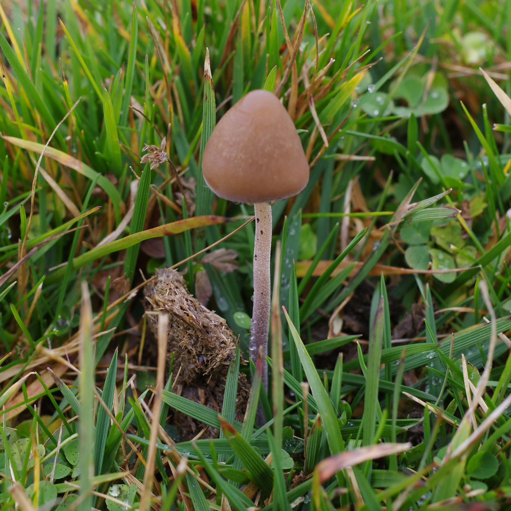 Un petit champignon au chapeau conique marron clair,avec un pied magnifique marron piqué de blanc sur lequel on distingue quelques gouttes d'eau, de la hauteur des herbes.