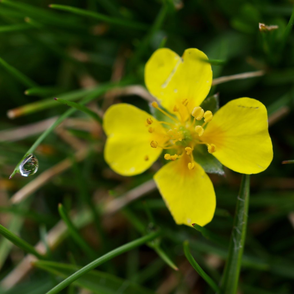 Toute petite fleur jaune (5 mm) a 4 pétales en forme de coeur . A coté, un brin d'herbe au bout duquel on voit une belle goutte d'eau qui agit comme un prisme et dans laquelle on peut voir d'autres brins d'herbe.