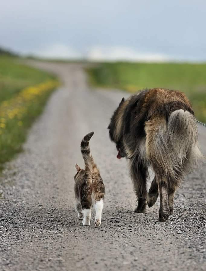 Doggie and kitty friend walking along a road