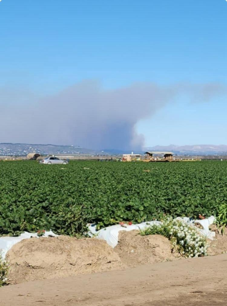 The smoke last week over an Oxnard area strawberry field where workers are hard at work harvesting the crop