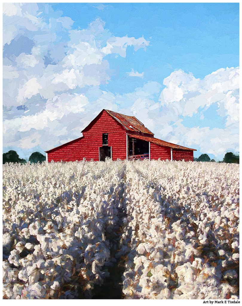 Cotton rows in the foreground that are running towards the horizon where an rustic red barn is sitting. Overhead is blue skies mixed with fluffy white clouds.