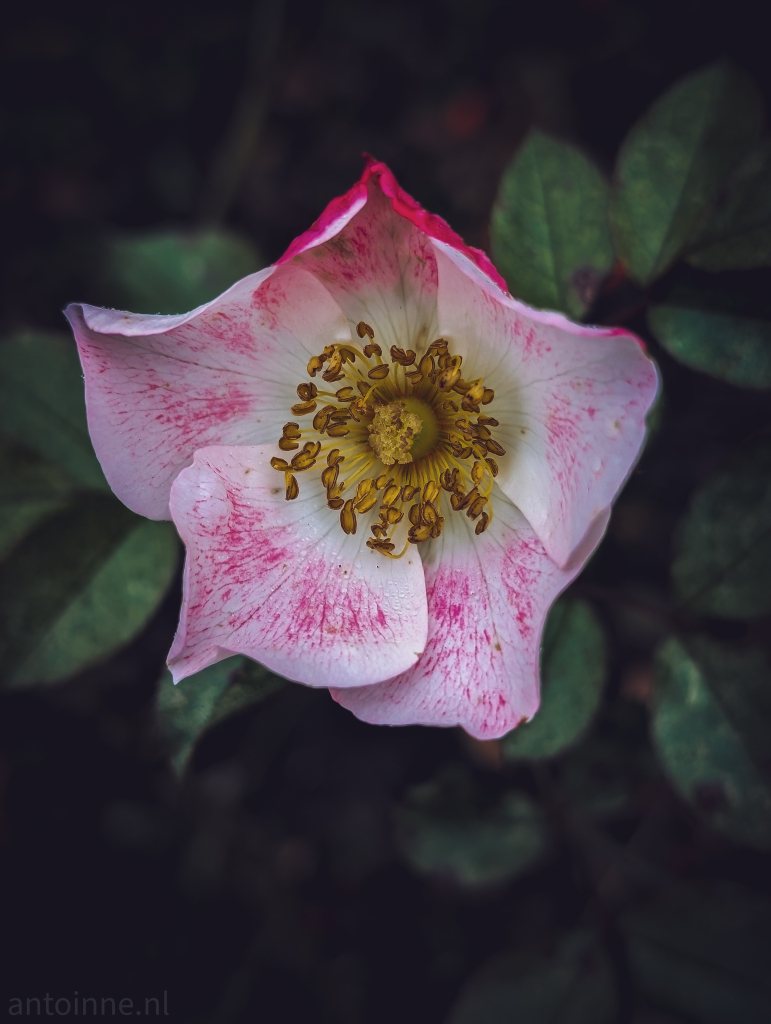 A beautiful white-pink rose with a yellow centre. The background is dark and blurred, creating a sense of depth and focus on the flower.