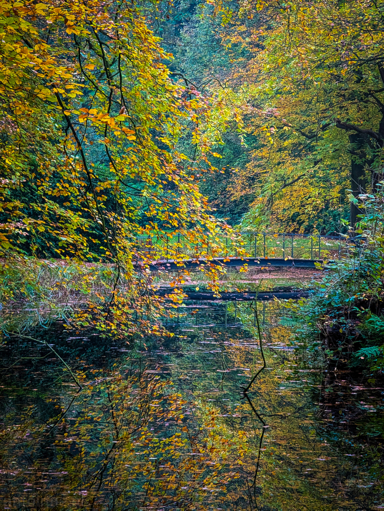 A mix of yellow, orange, and green colored leaves above a pond. A small bridge crosses the pond in the background.