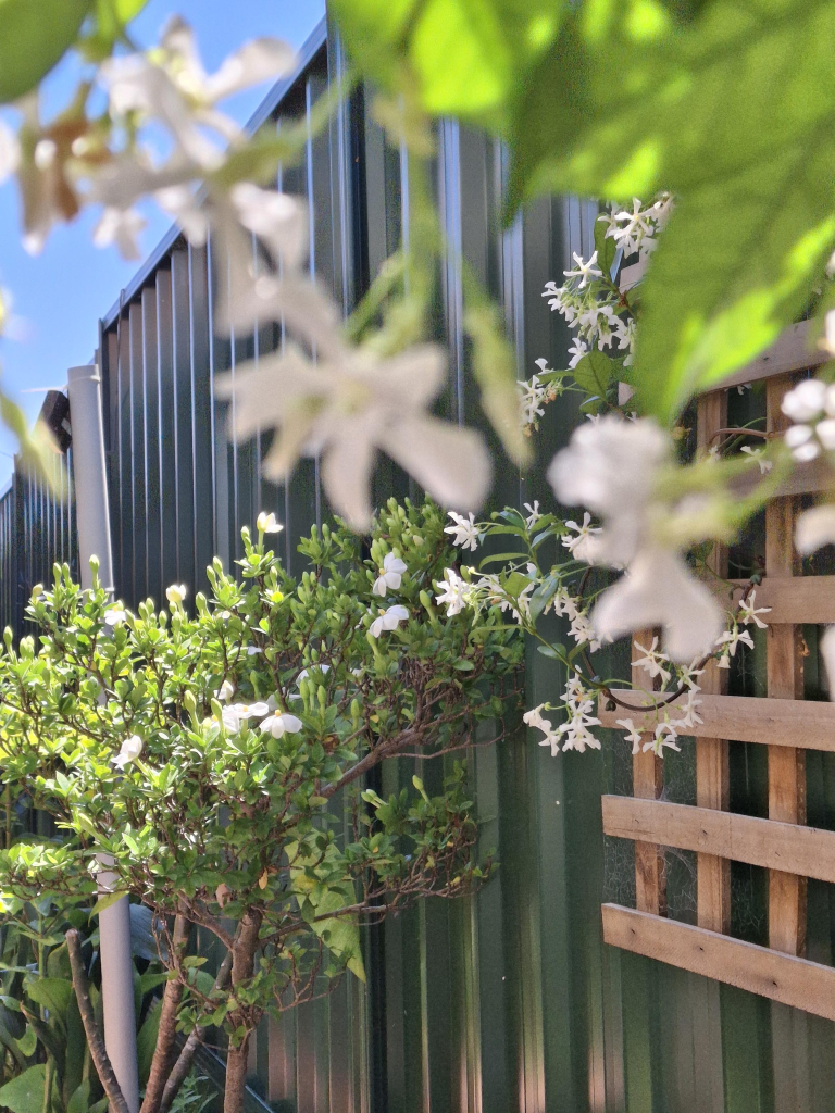 A green fence with lattice and a jasmine in flower in the foreground,  a smaller gardenia putting out cream while flowers. There are a lot of buds