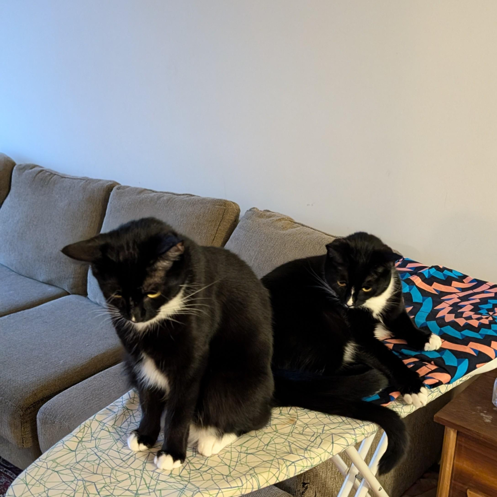 Two black and white cats sitting on an ironing board with some fabric folded up behind them. They are looking down 