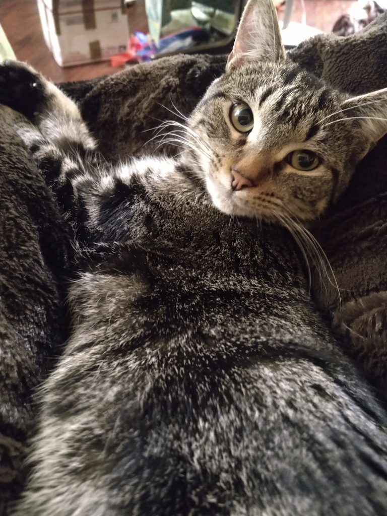 Topaz, dark gray tabby, lounging on my blanket-covered legs, glances back over her left shoulder at me. She has a narrow, delicate face with thick white whiskers and golden eyes.