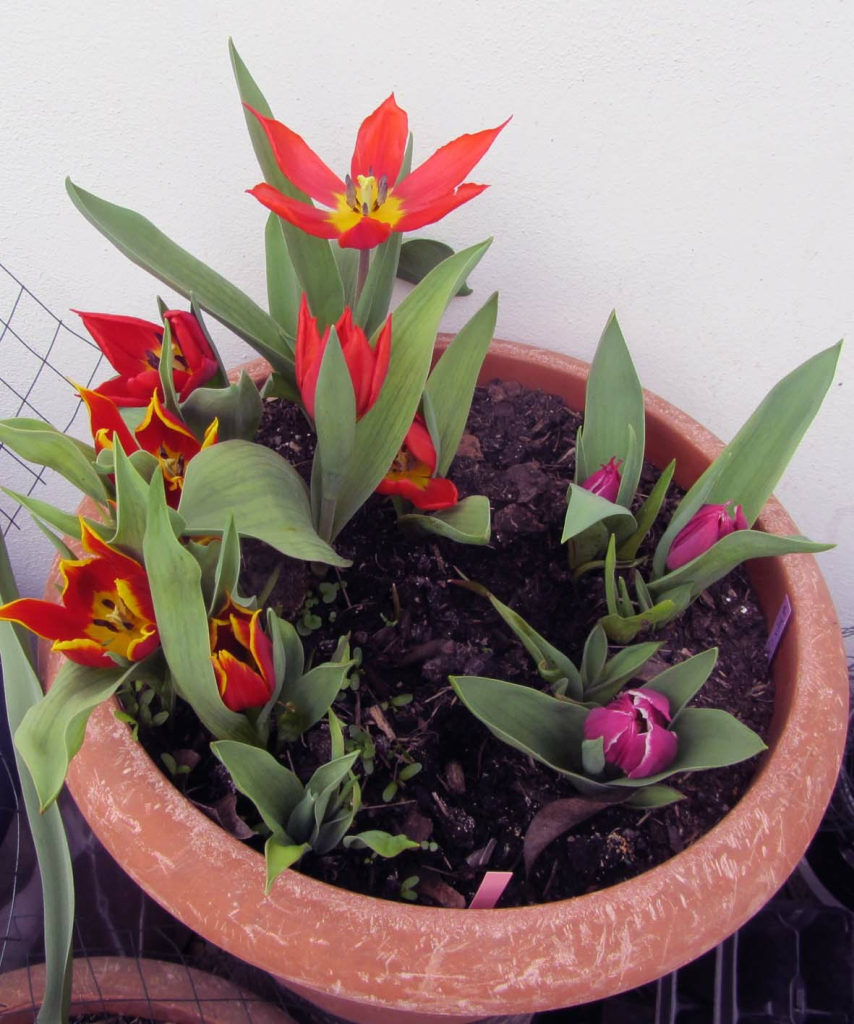 A pot with tulips in spring. On the left side you see the wire with which the bulbs were protected.