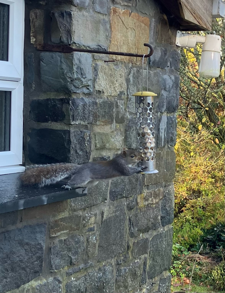 Photo of a grey squirrel pilfering fat balls from a bird feeder. The feeder is hanging from a hook on a stone house wall beside a window. The squirrel has their back legs on the windowsill and they are stretched out with their front paws gripping the feeder. Garden in the background.