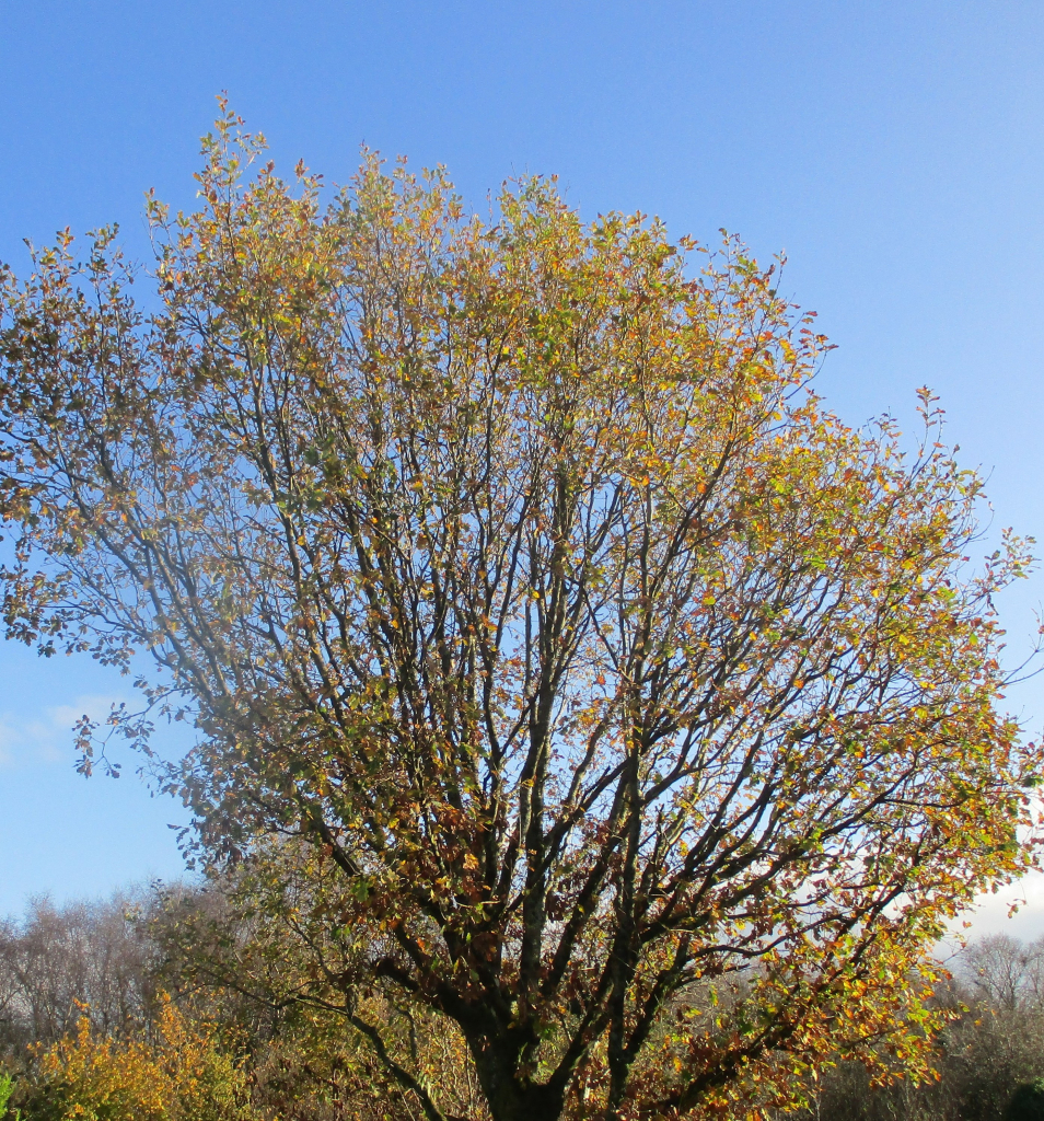 An oak tree outlined against a winter blue sky, shedding its green, gold and copper leaves