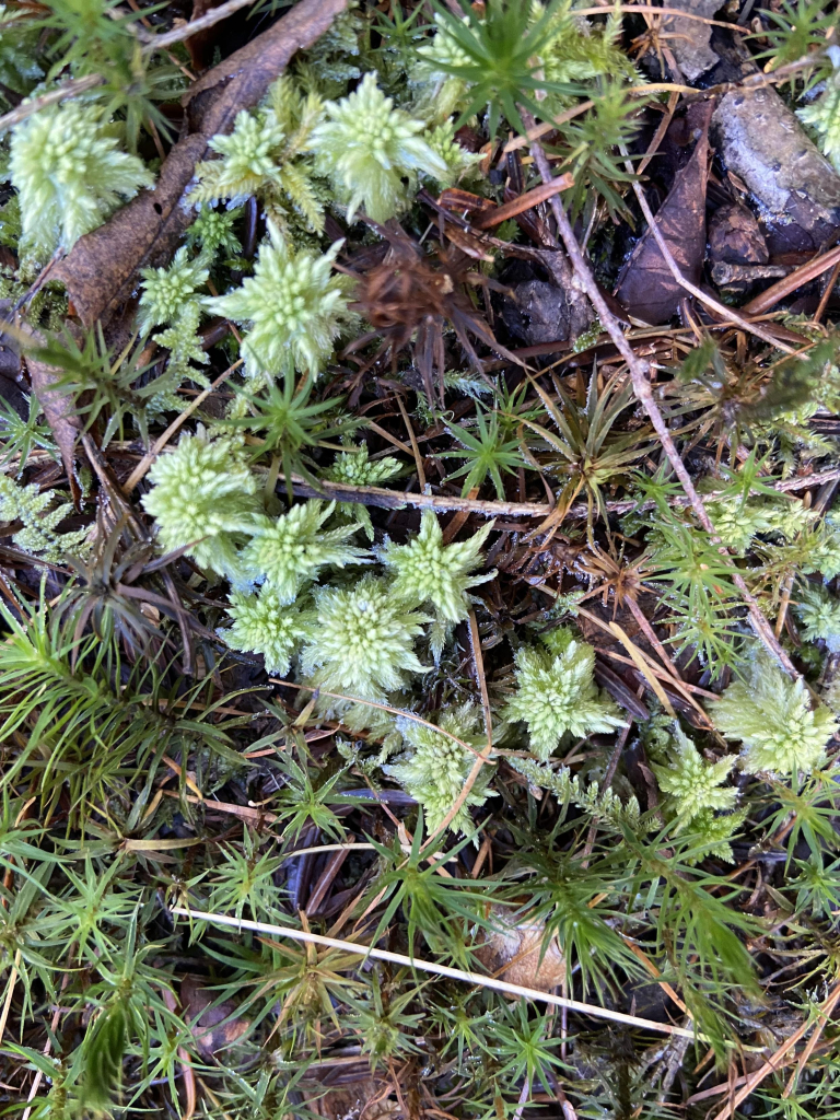 Red stemmed feather moss, or Pleurozium schreberi, forming a crescent shape of individual sprouts that each look like a fractal star of pale green. The form reminds me of the Fibonacci fractal of romanesco broccoli. 