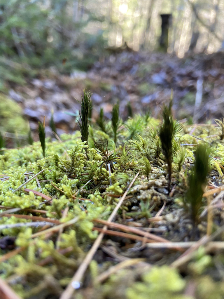 Juniper haircap, or Polytrichum juniperinum. A sorry light green moss at the base, with taller dark green bits that pop up throughout. The tall parts look like very young stems of an evergreen tree. 