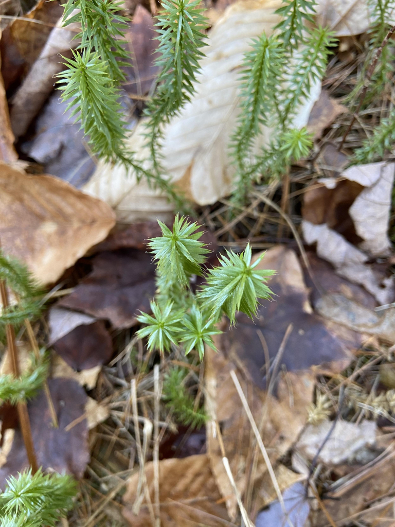 Interrupted clubmoss, or Spinulum annotinum, growing amongst fallen leaves on the forest floor. Tall thin strands growing upwards that look a bit like stems of a spruce tree. Could easily be mistaken for young sprouts of some kind of evergreen tree, rather than mosses. 