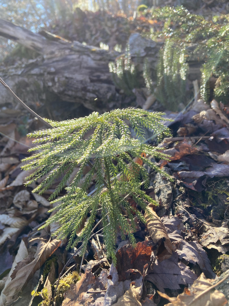 Flat-branched tree clubmoss, or Dendrolycopodium obscurum. Another moss that looks a lot like a young evergreen tree just starting to grow. It has a long stem with little branches that fan out in full circles from the center. 