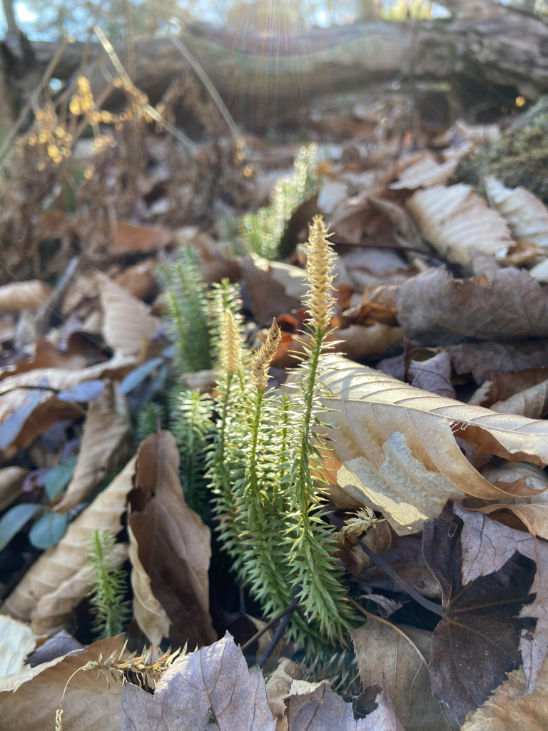 Interrupted clubmoss, or Spinulum annotinum. Several tall thin stems of light green, among fallen leaves on the forest floor. At the tips, they're more of a beige wheat color, and in fact look a bit like wheat seed heads. They are highlighted by gentle sunlight streaming down to the forest floor. 