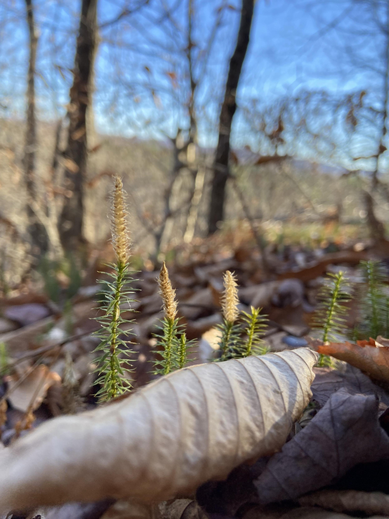 Another view of the interrupted clubmoss. A few individual green textured stems with beige tips, with bare trees and blue sky in background. 