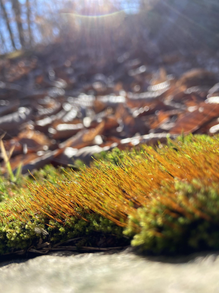 Ground level view of some broom forkmoss, or Dicranum scoparium. The base is low, spongy, and green, and there's a thick mass of orange sporophytes growing diagonally from lower right to upper left. The gentle sun is illuminating it. In the background are fallen leaves, tree trunks, and blue sky