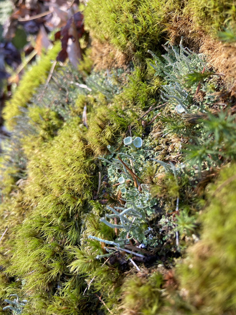 A mix of mosses and lichens, including some miner green and dark green mosses, and green trumpet lichens, and gray lichens that are shaped like twigs. 