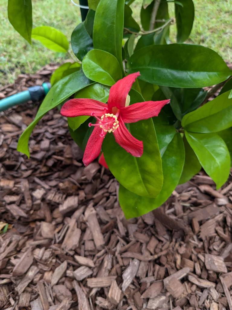 Bright red five petal hibiscus flower on its green plant. 