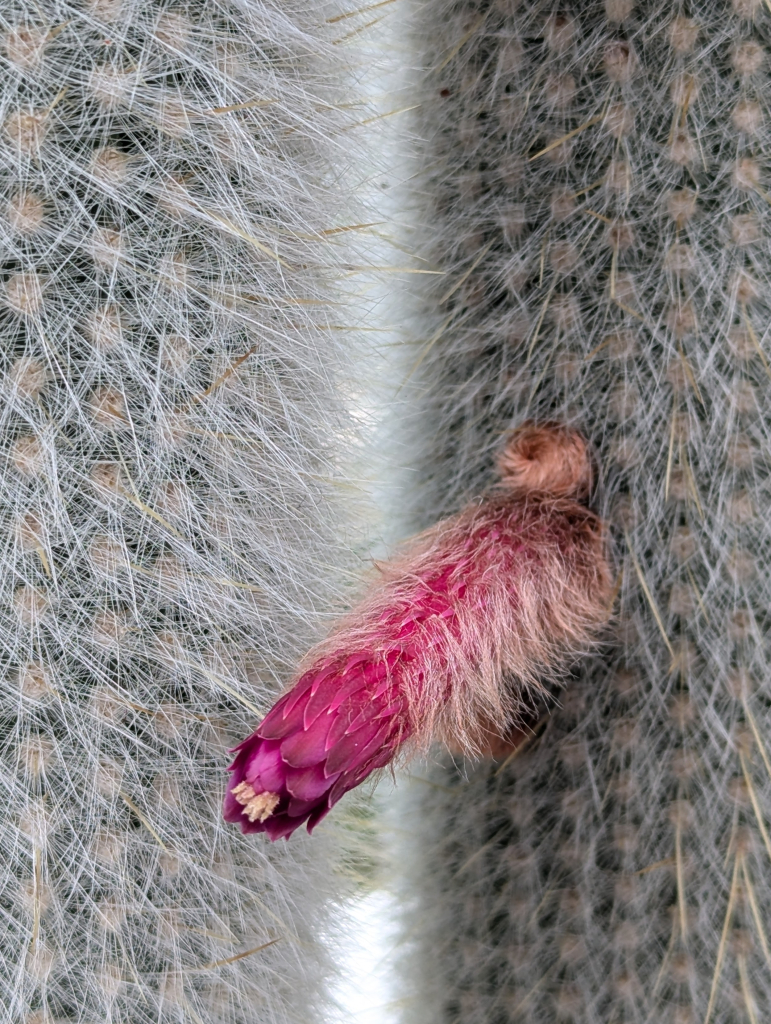 A weird pink something sticking out of a fluffy white otherthing