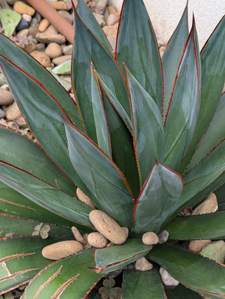 Aloe decorated with pebbles 