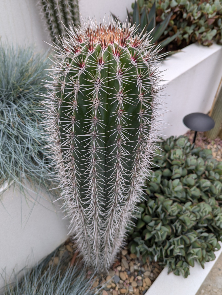 Tall cactus in a garden setting 