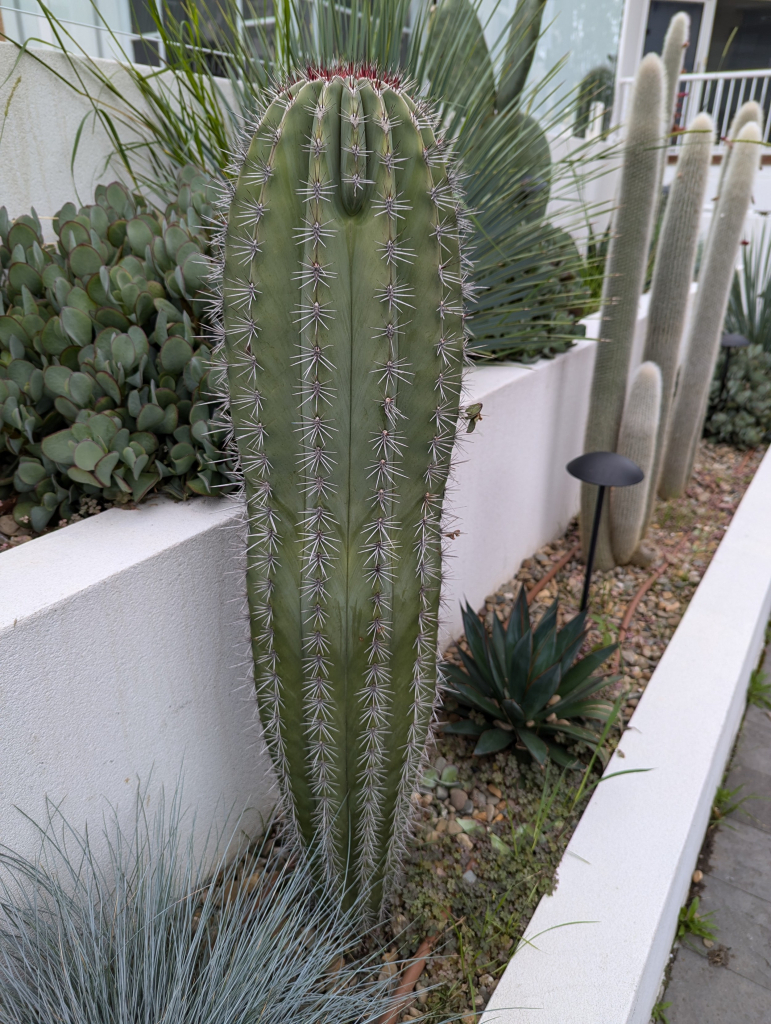 Cacti garden bed with many specimens 