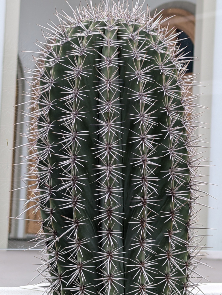 Closeup of a beautiful cactus outside a public building 