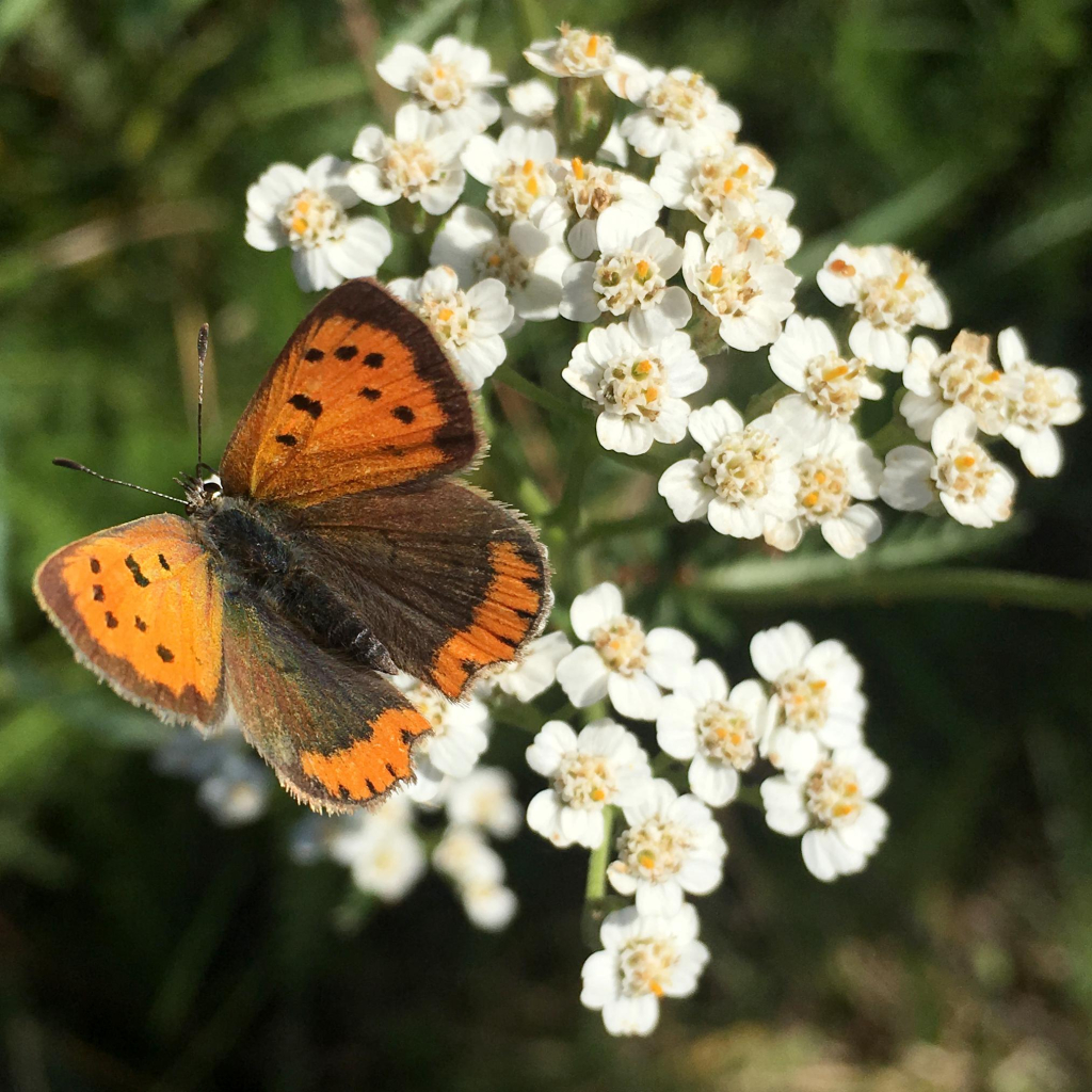 a "small copper" butterfly — orange and brown — is resting on a cluster of white yarrow flowers in the sunshine. behind, there is a lot of out-of-focus green: yarrow leaves and grass. 