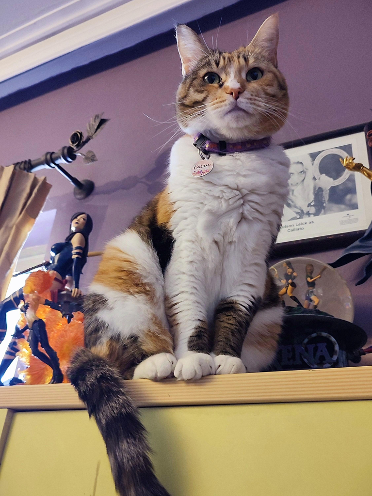 My calico cat Carrie sitting on the top shelf of my desk, staring down judgmentally. 