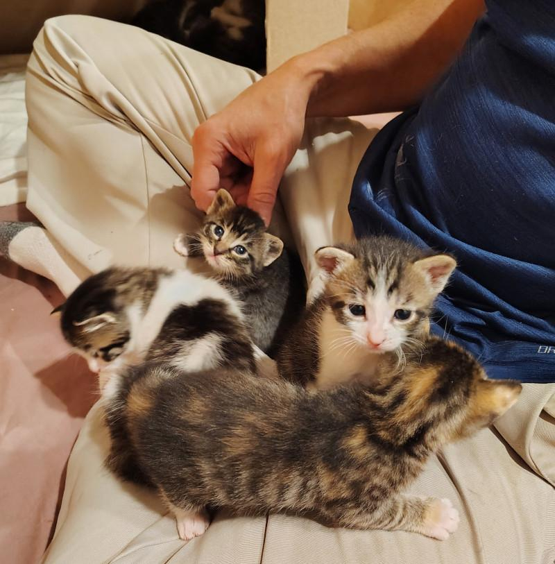 Close-up of lap, sitting in a cross-legged position, with four three-week old kittens climbing all my legs. Three of the kittens are white with brown tabby spots, the other is an orange and black striped Torbie.