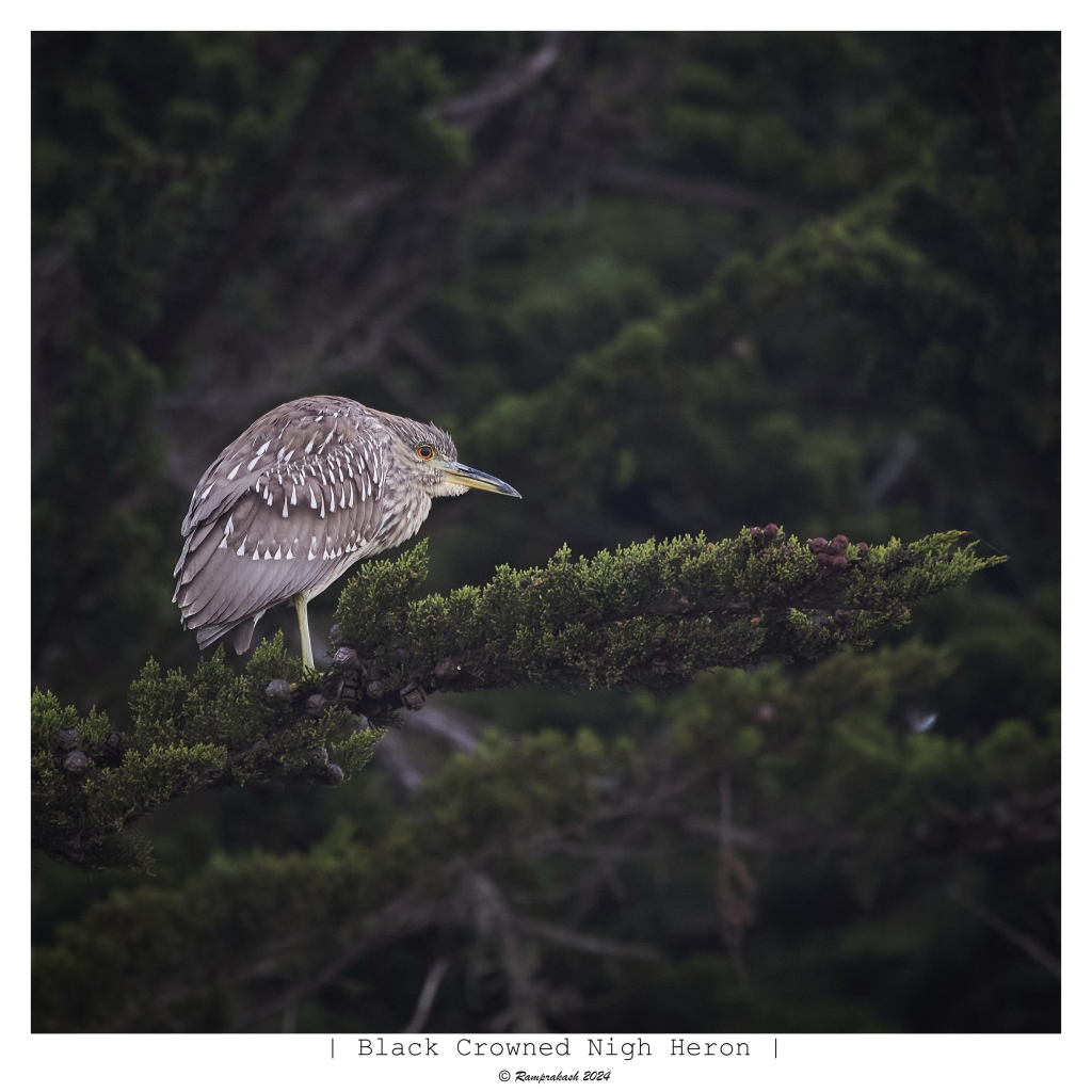 A Black-crowned Night Heron stands perched on a moss-covered branch, surrounded by lush greenery. The bird has distinctive grey and white plumage with a striking yellow eye.