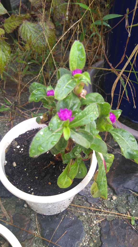 A small potted Globe Amaranth with tiny red buds beginning.