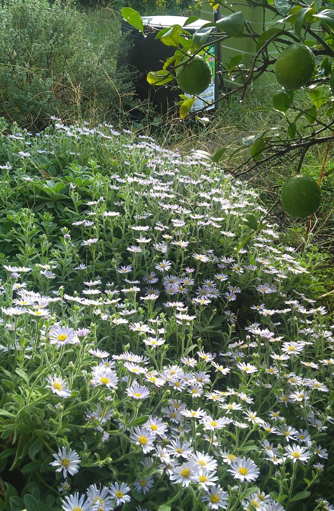 A large spread of aster- or daisy-like blossoms on a plant resembling lamb's ear. Two ripening limes hang from a tree branch at the top of the frame.