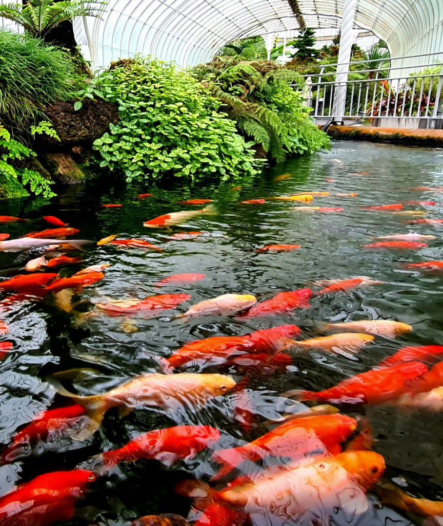 Koi carp swimming in a pond at the entrance to a large Victorian glass house.