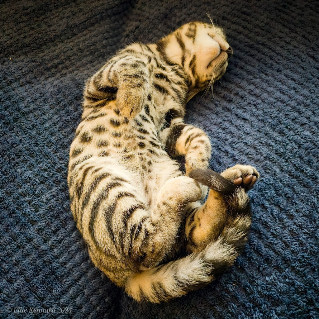 A grey and cream Bengal kitten is lying on his back with his paws up, chin back and to the side, so we just see his little smiley mouth. His soft furry belly has lots of of spots, and his legs and chest are striped. He is lying on a blue Candlewick type blanket.