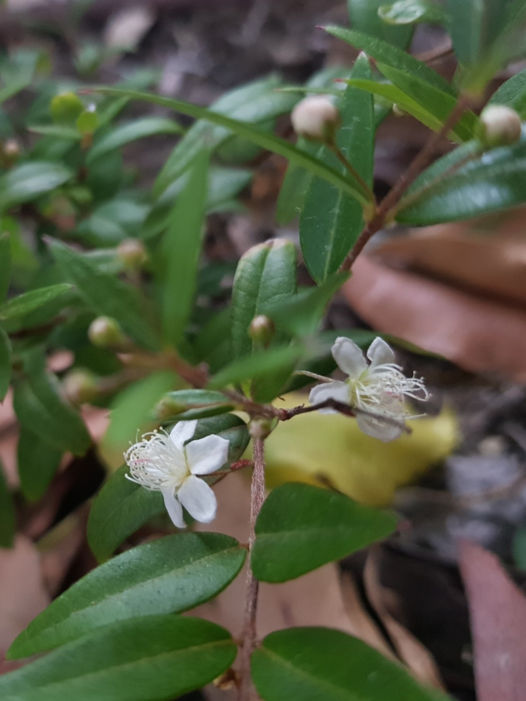 Another photo of the same plant, this time with two small flowers next to each other, and some blurry unopened white flower buds.