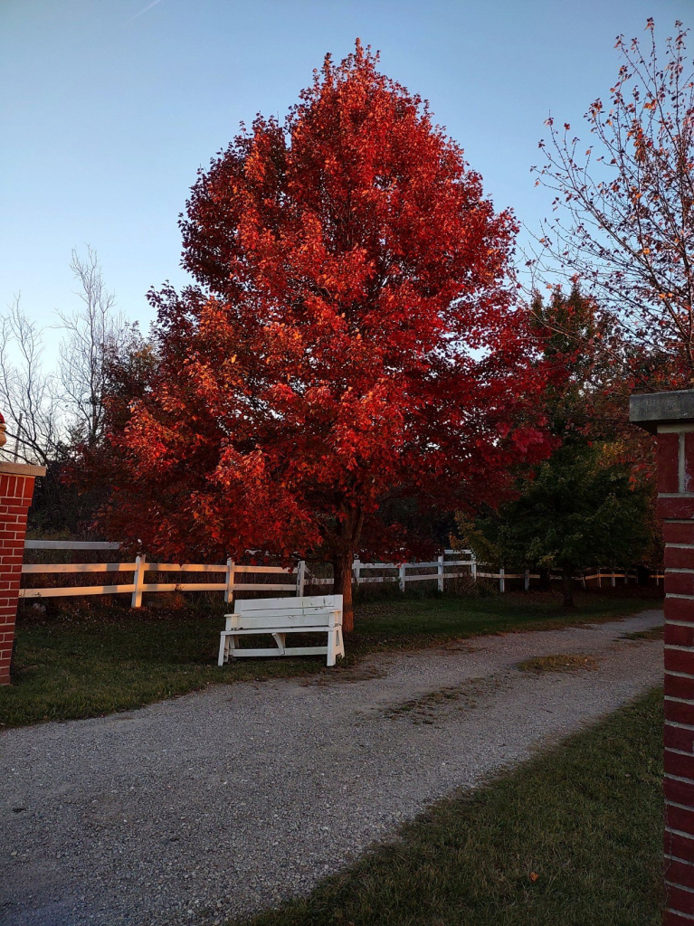 An orangish-red Maple tree with a white fence and bench below it. Private gravel drive passing by with brick pillars partially seen on both sides.