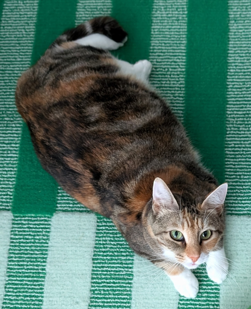 A tabby calico with white paws, chin and belly, is laying on a green striped rug while looking up at the camera. The fur pattern is more fades and swirls of color rather than stripes. If she didn't have white on her she'd be a torte. Her eyes are green and she has a head tilt, always to the right.